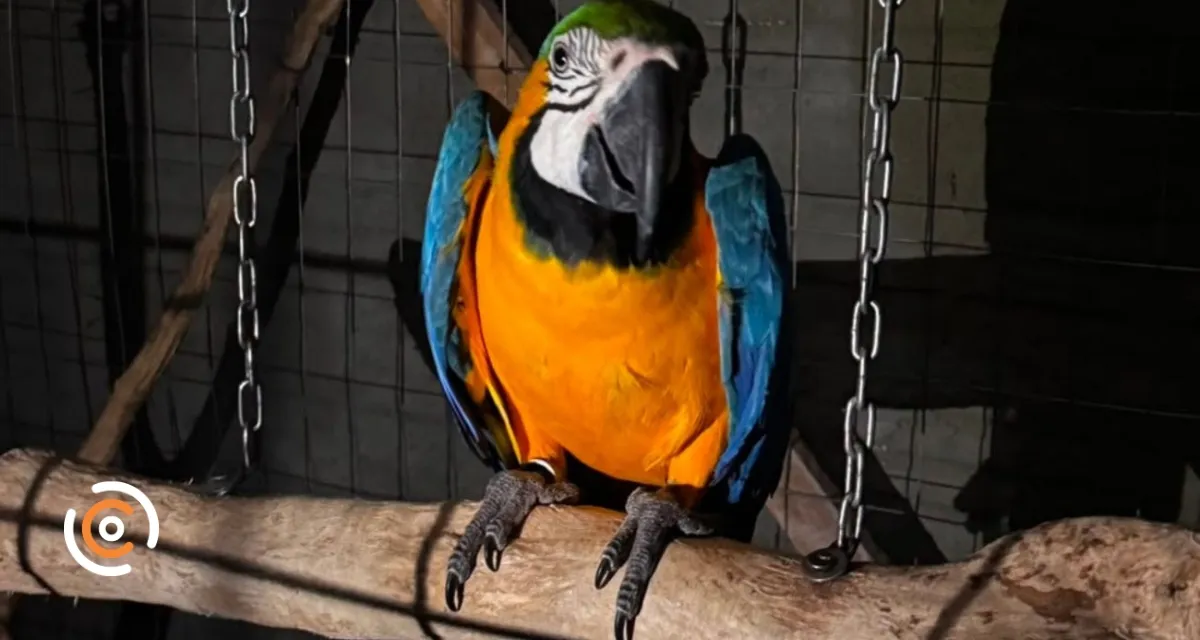 Operação policial desarticula esquema de fraude e tráfico de animais silvestres em Santa Catarina