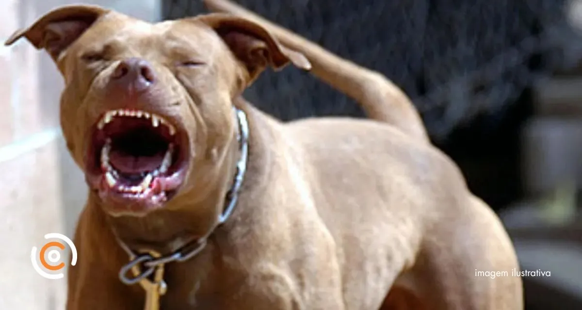 Polícia Militar salva cão que sofria ataque de pitbull em Porto União