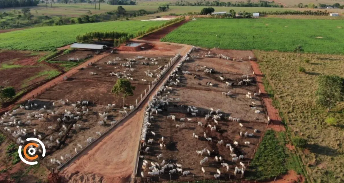 Pneumonia bovina pode causar perdas e comprometer desempenho do gado em confinamento