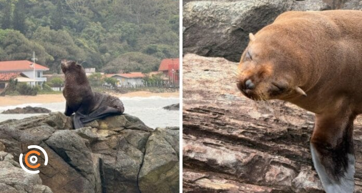 Lobo-marinho é resgatado no litoral de Santa Catarina