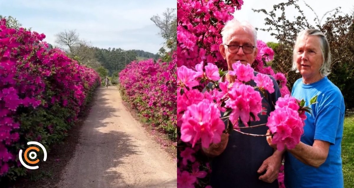 Você conhece a tradição que liga a azaleia ao casamento? Flores cultivadas em SC despertam curiosidade