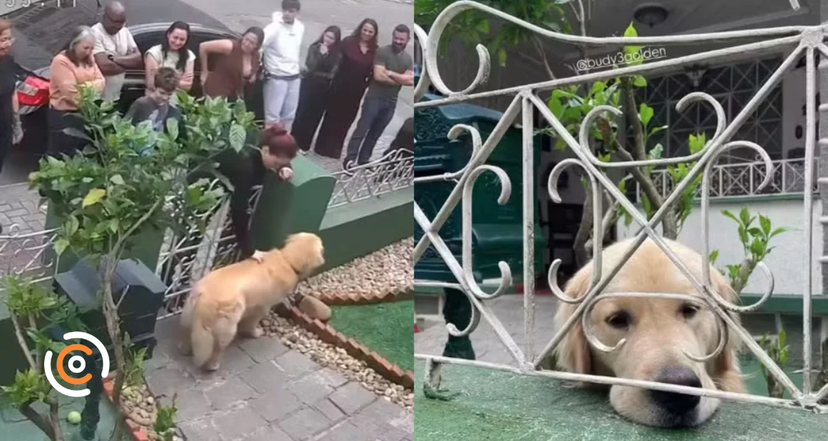 Golden retriever vira atração no portão de casa em SC