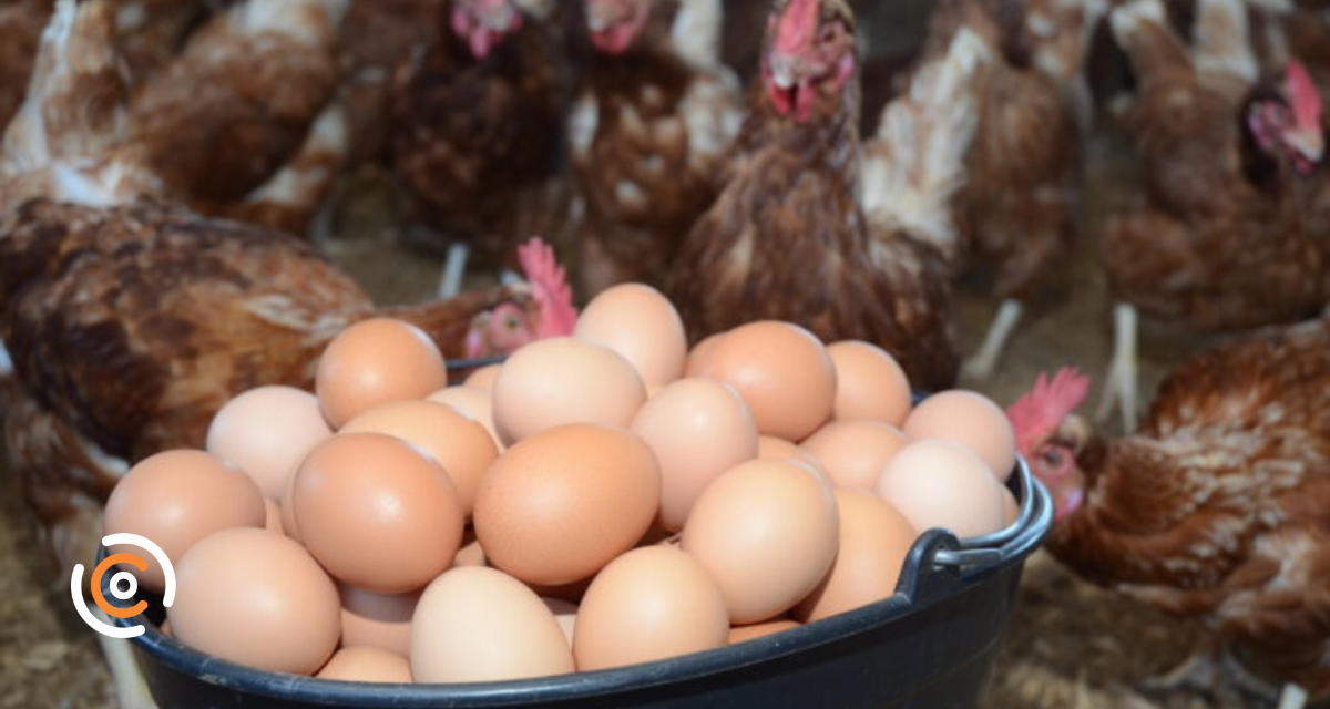 Produção de ovos cresce em Santa Catarina e movimenta R$ 1,8 bilhão