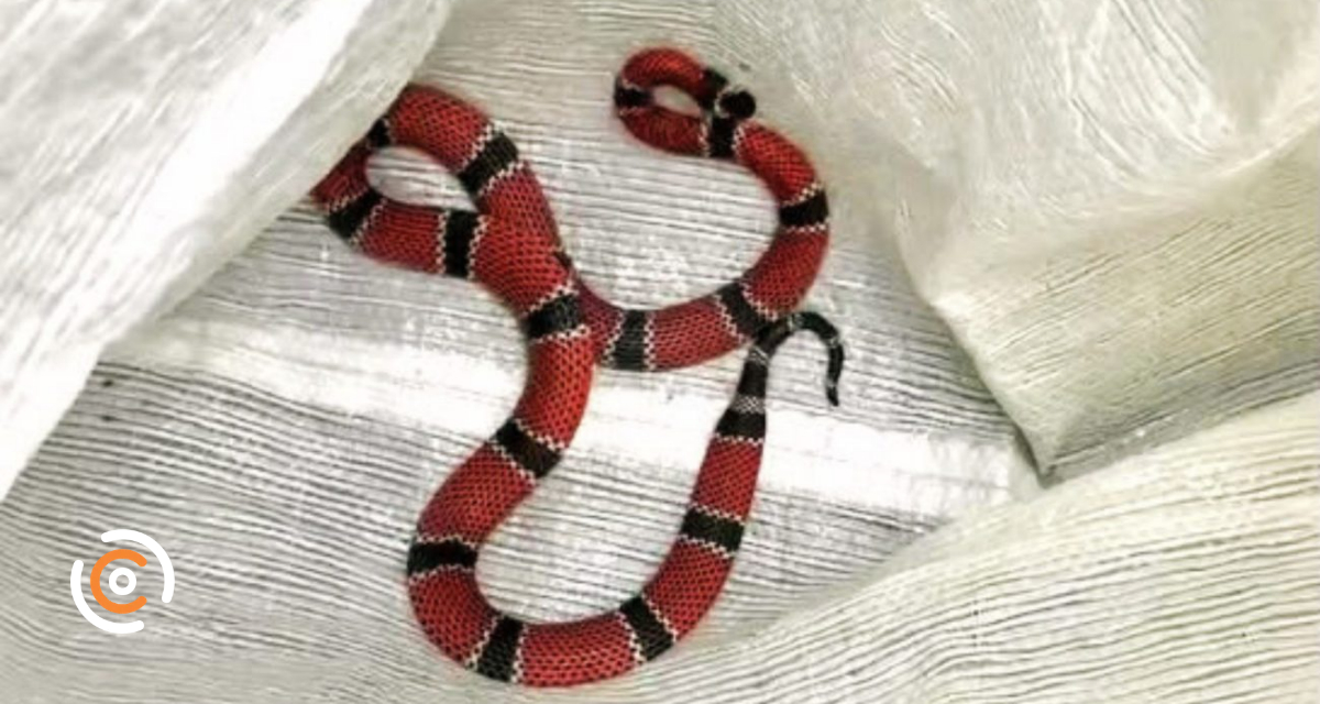 Cobra-coral de grande porte é encontrada em escola de SC