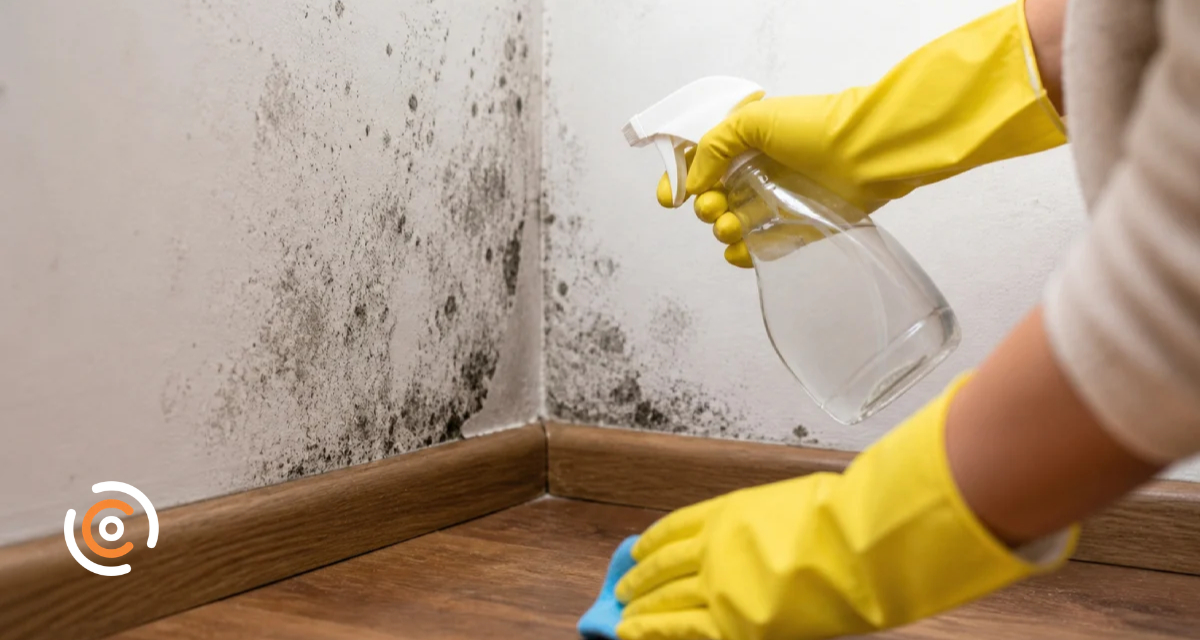 Mofo e umidade em casa? Veja como prevenir e evitar problemas de saúde