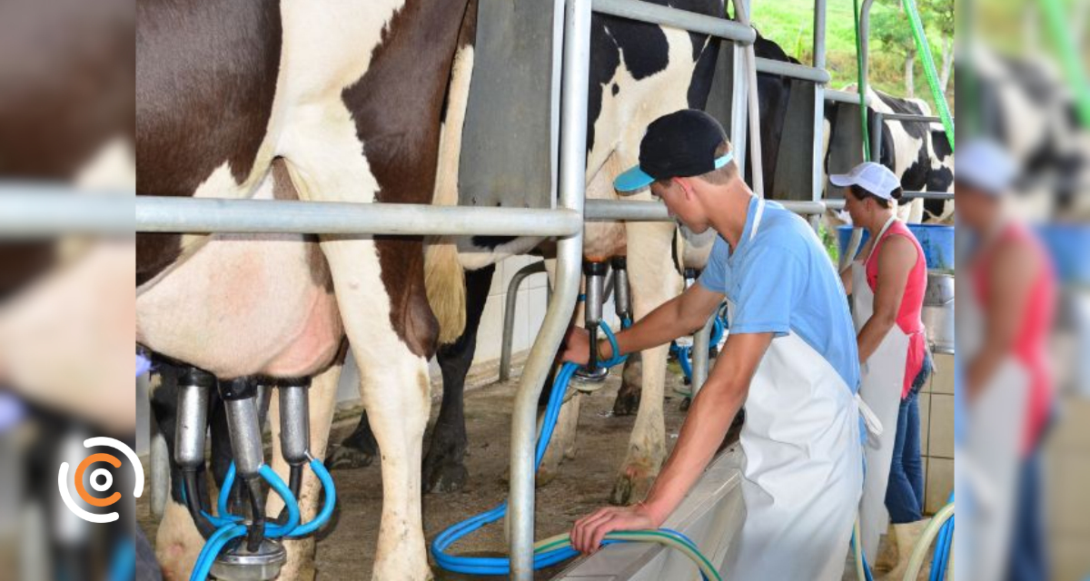 Santa Catarina lidera ranking nacional de produtividade de leite, aponta IBGE