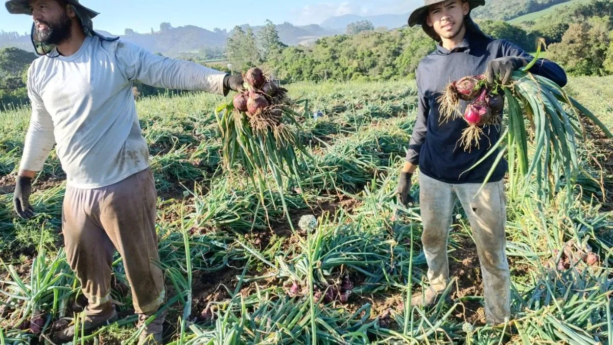 Santa Catarina lidera produção nacional de cebola