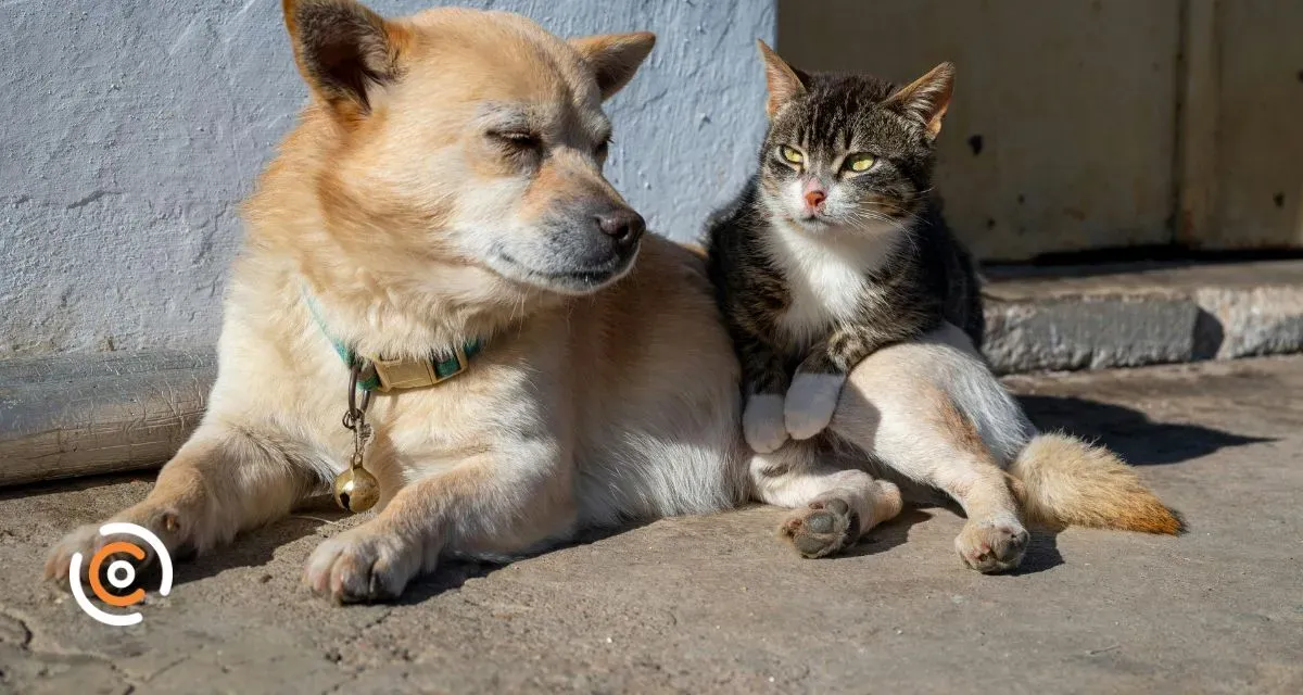 Três Barras realiza mutirão de castração de animais