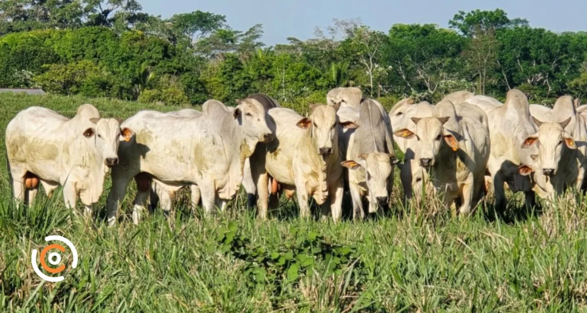 Com a chegada do período de chuvas, veterinário orienta produtores sobre preparo do gado para a estação de monta