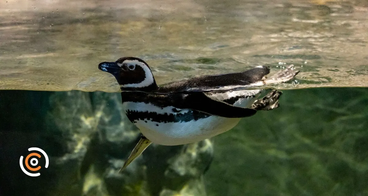 Pinguins-de-magalhães chamam a atenção nas praias de Santa Catarina durante temporada de migração