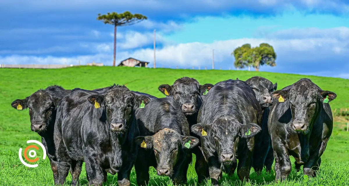 Levantamento aponta estabilidade e valorização no mercado de genética bovina em Santa Catarina