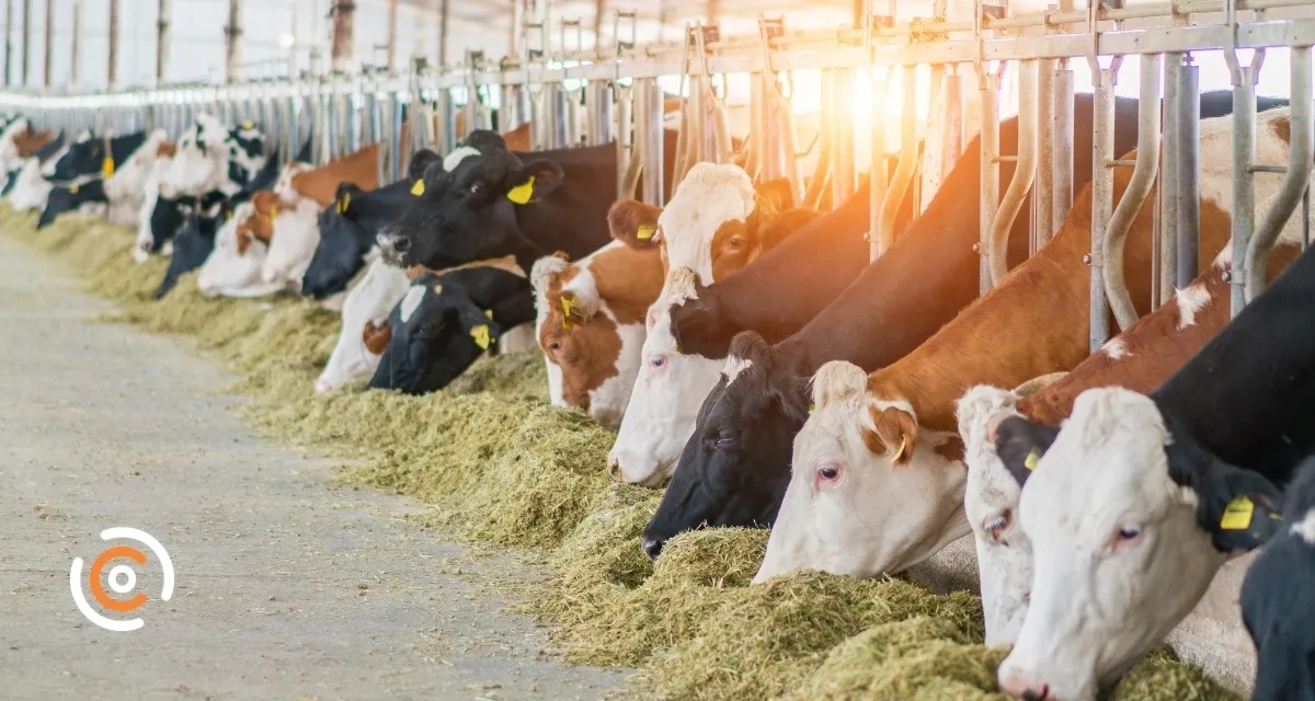 Estresse térmico: Calor intenso exige atenção dos produtores para evitar perdas na produção de leite