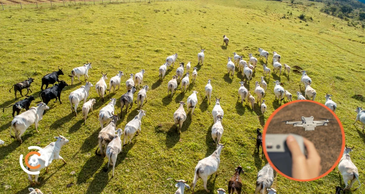 Tecnologia no Campo: Drones e inteligência artificial ajudam a melhorar manejo das pastagens
