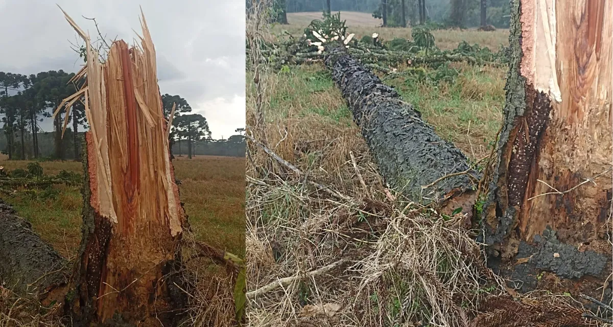 Temporal com granizo e vendaval atinge interior de Major Vieira e alaga plantações