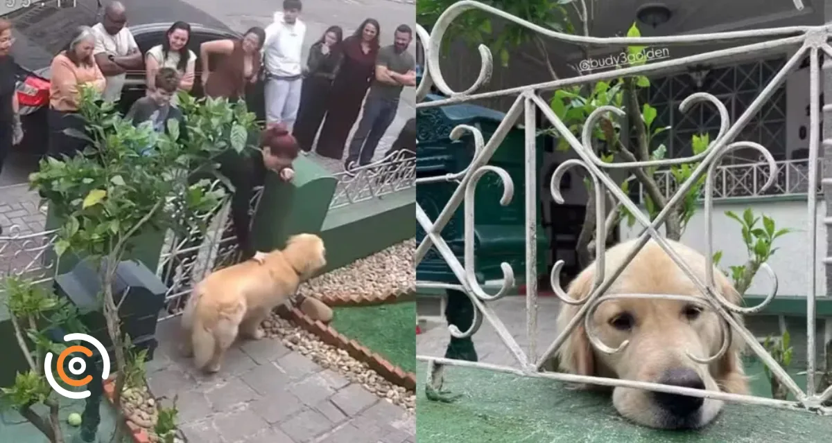 Golden retriever vira atração no portão de casa em SC