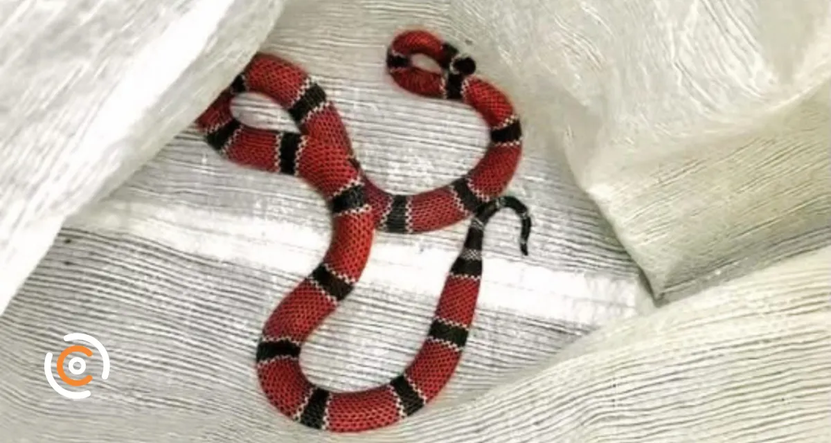 Cobra-coral de grande porte é encontrada em escola de SC