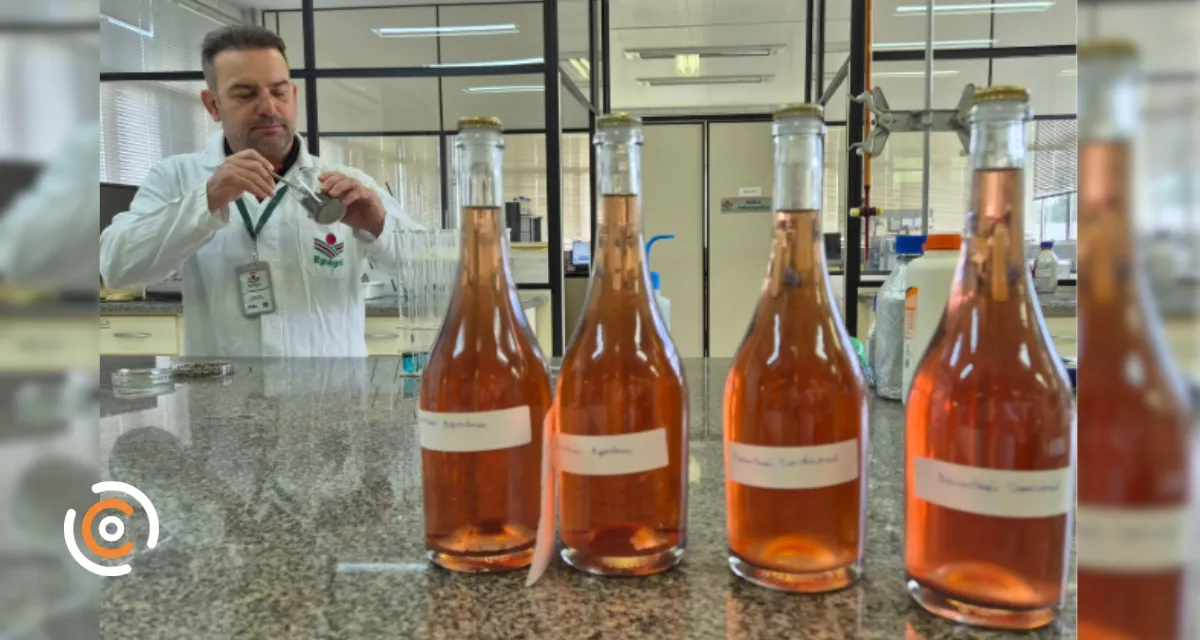 Epagri pesquisa bioinsumos para tornar a produção de vinhos mais sustentável em SC