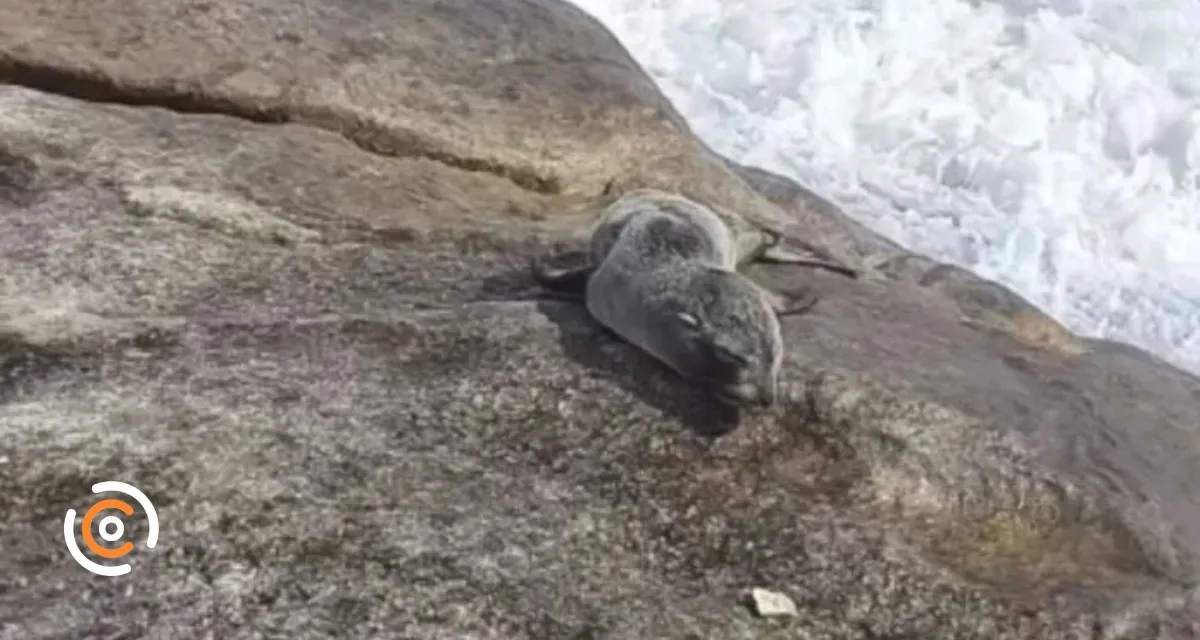 Pequeno lobo-marinho-subantártico é encontrado em praia de Santa Catarina